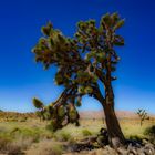 The Joshua Tree