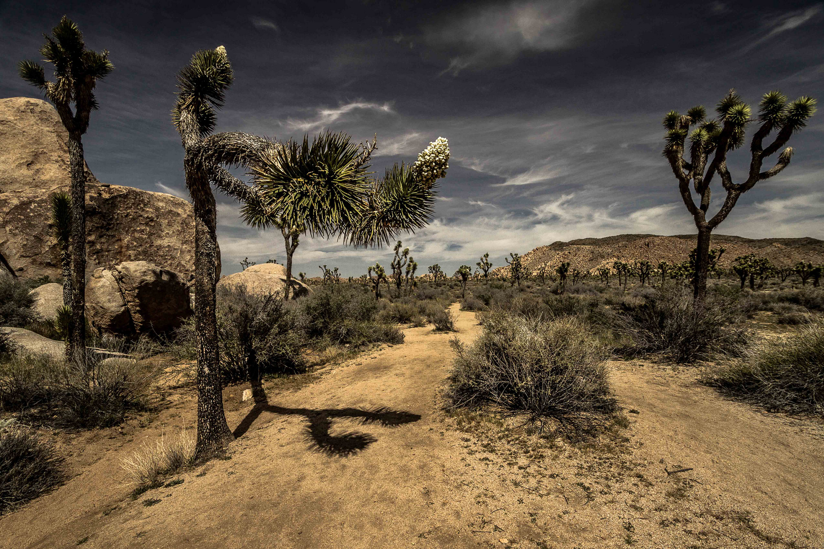 The Joshua tree