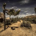 The Joshua tree