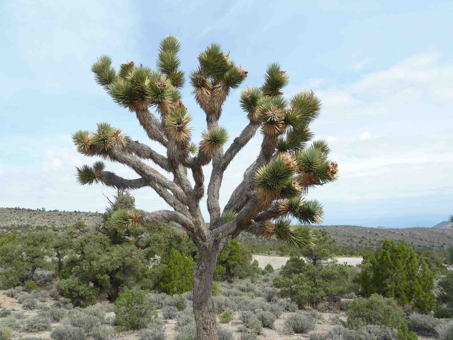 The Joshua Tree