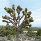 The Joshua Tree