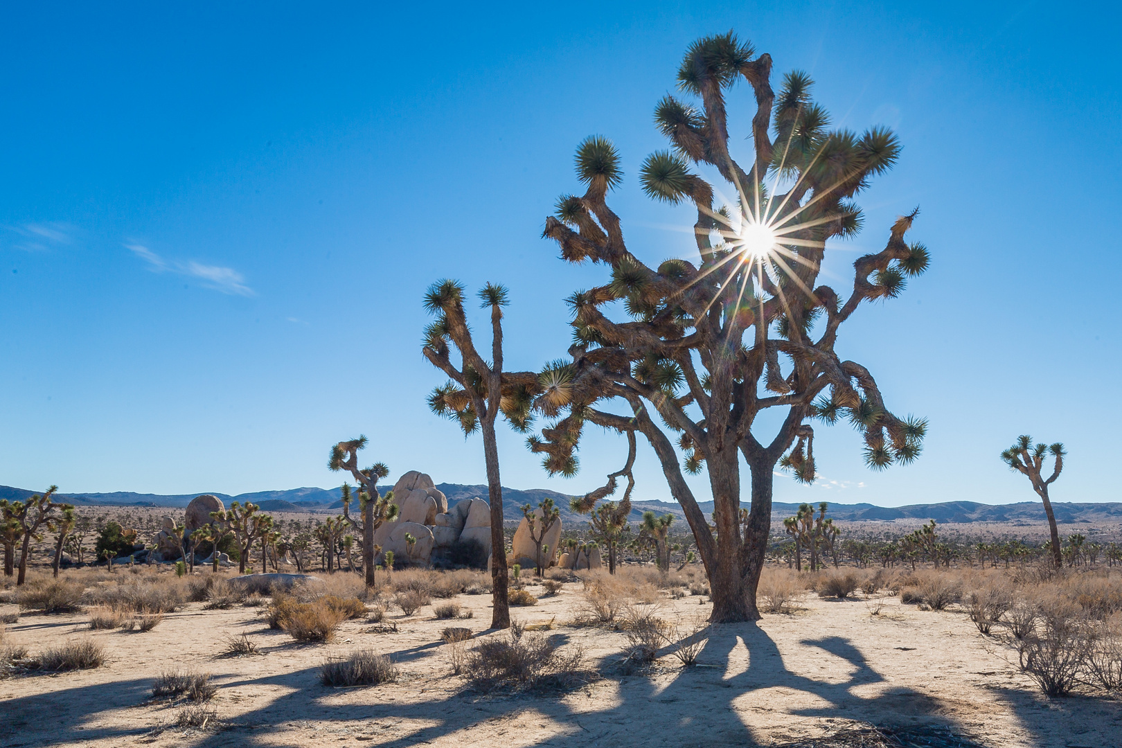 The Joshua Tree