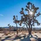 The Joshua Tree