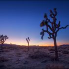 the joshua tree