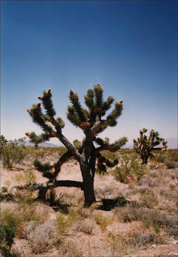 The Joshua Tree