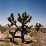 The Joshua Tree