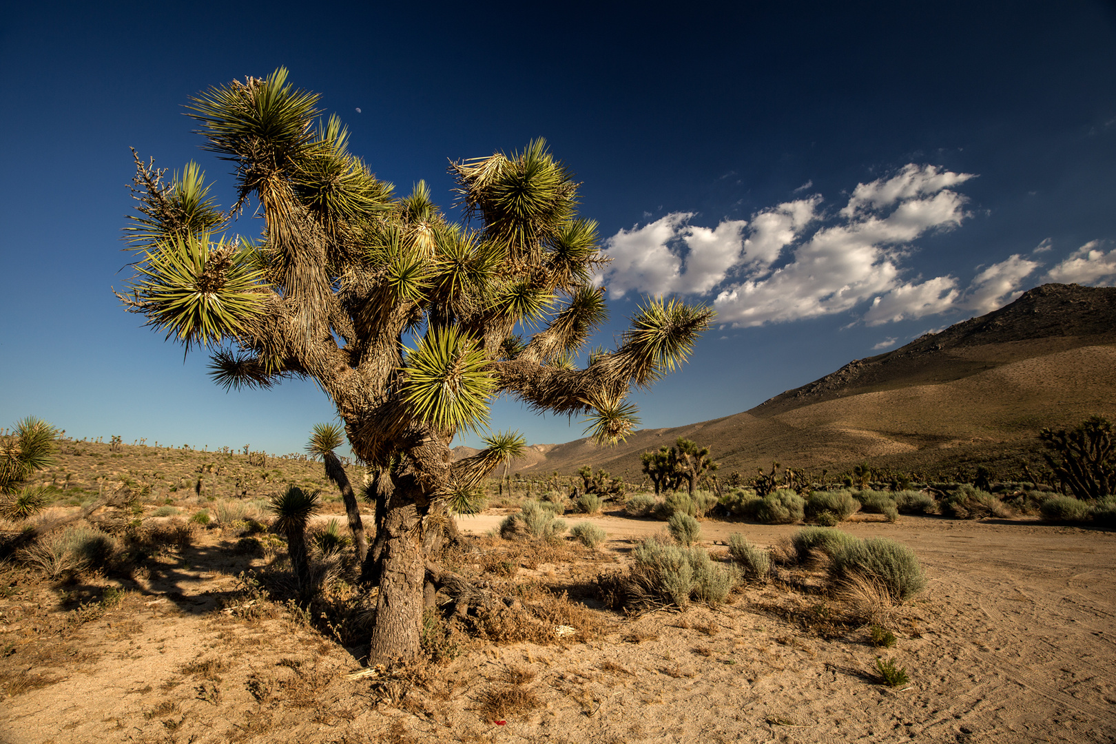 The Joshua Tree