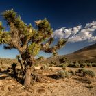 The Joshua Tree