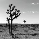 The Joshua trees