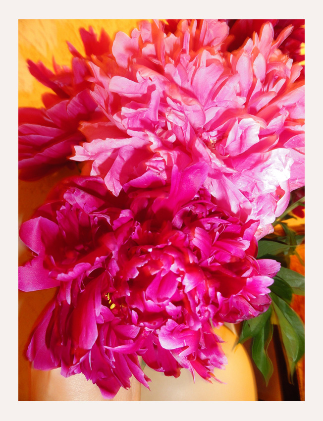 The joy of peonies!