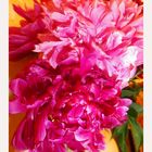 The joy of peonies!