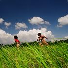 the joyfull childs in a paddy field.