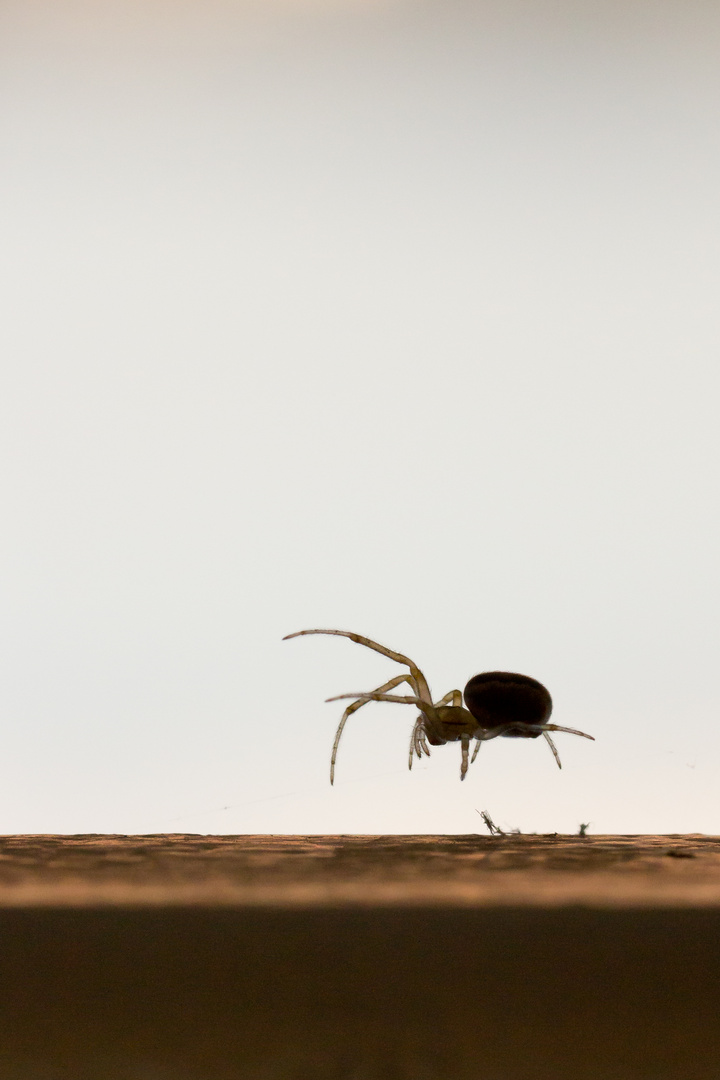 The Jumping Spider