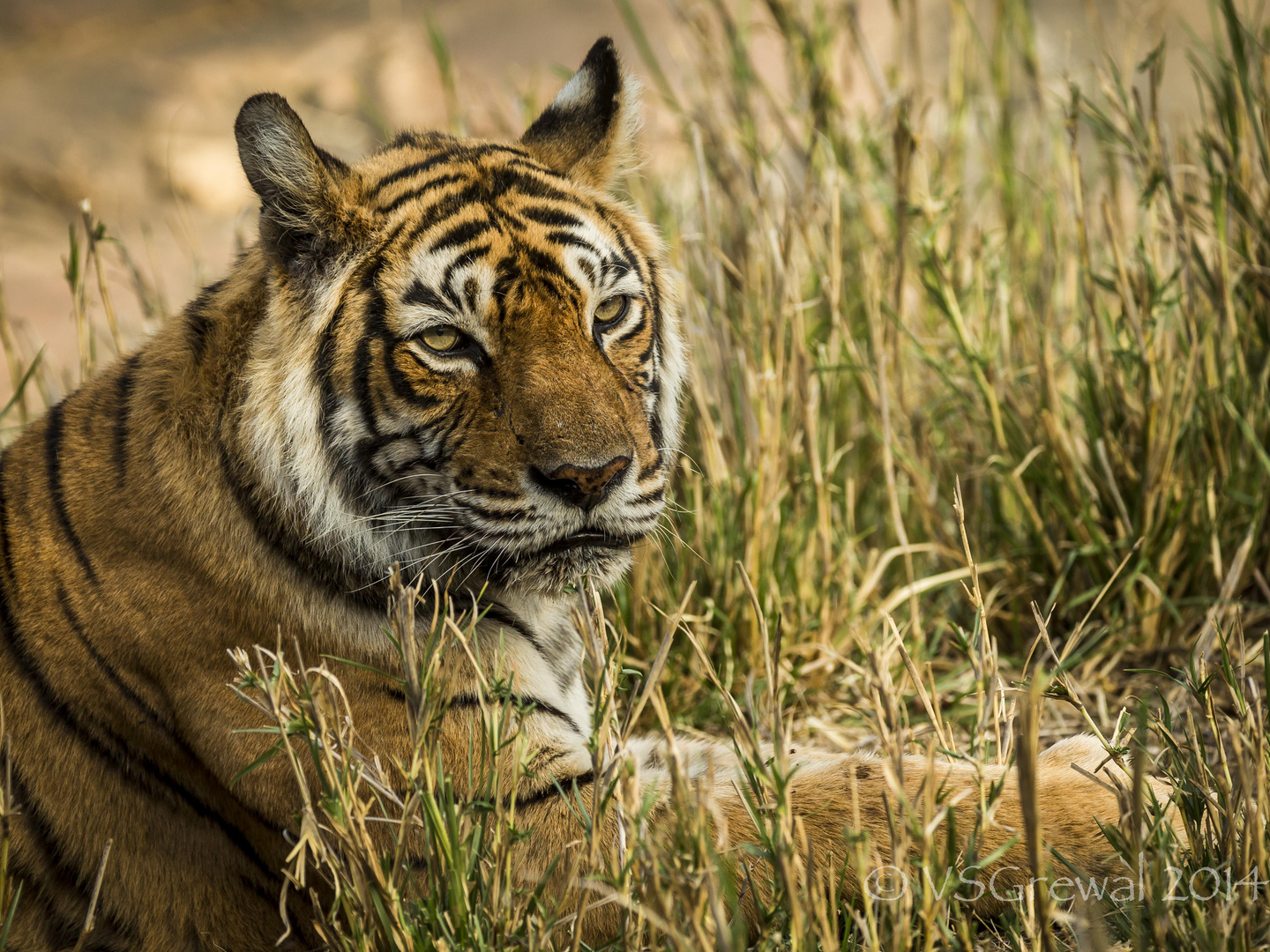 The Jungle Queen of Ranthambore, Rajasthan, India