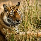 The Jungle Queen of Ranthambore, Rajasthan, India