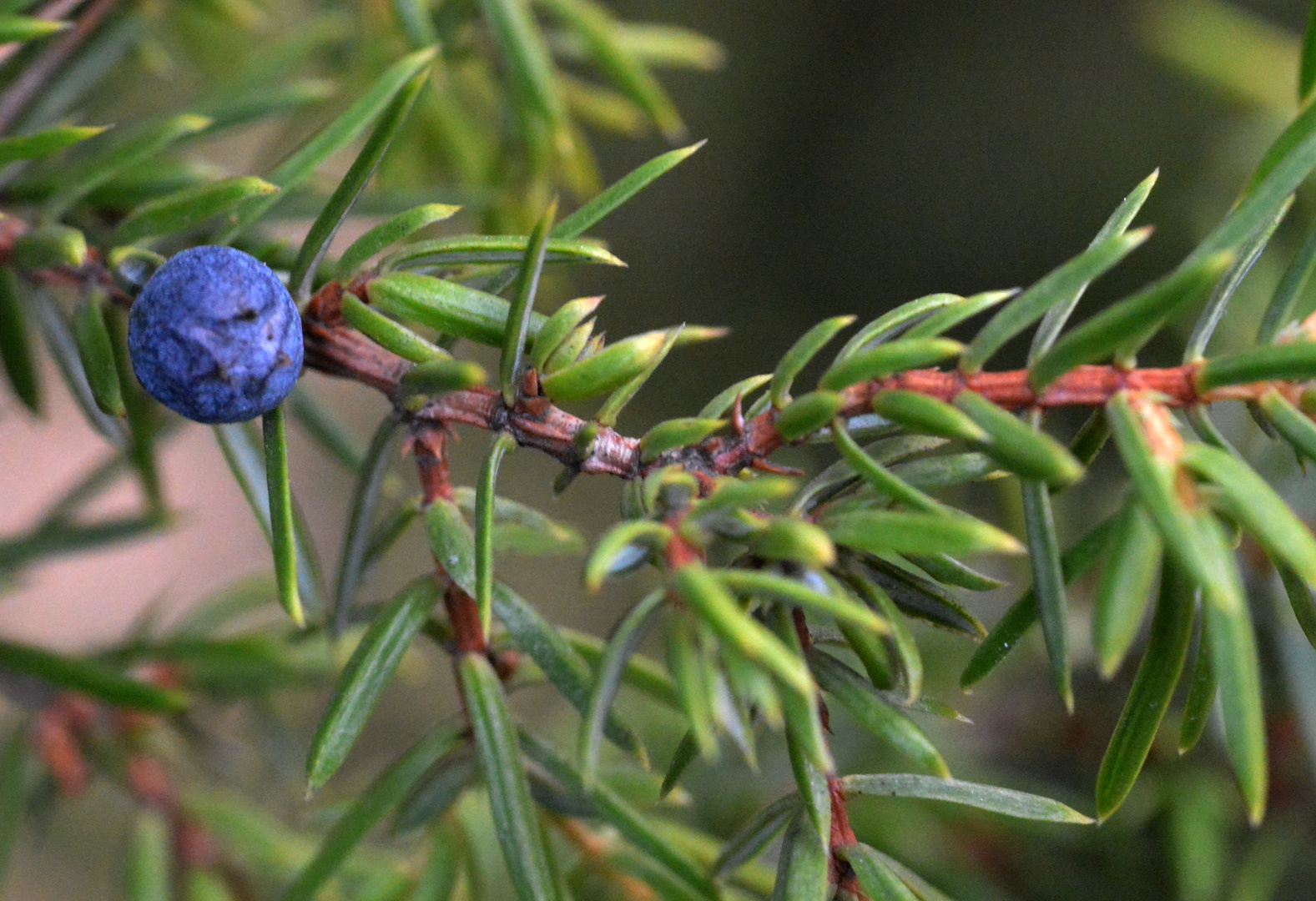 The juniper berry