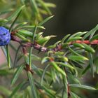 The juniper berry