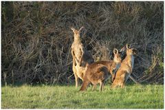 The Kangaroos