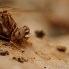 ~ The Keeper Of The Rocks ~ (Onychogomphus costae, m)