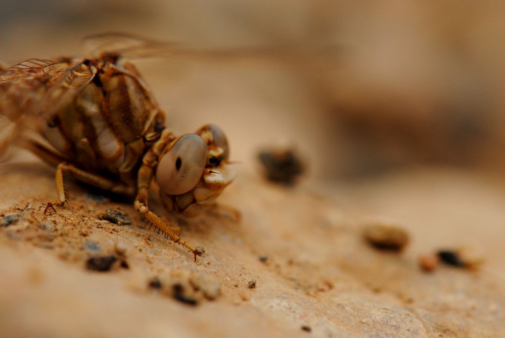 ~ The Keeper Of The Rocks ~ (Onychogomphus costae, m)