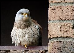 the kestrel