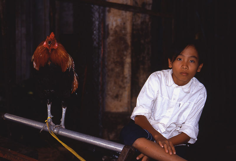 The kid and the rooster