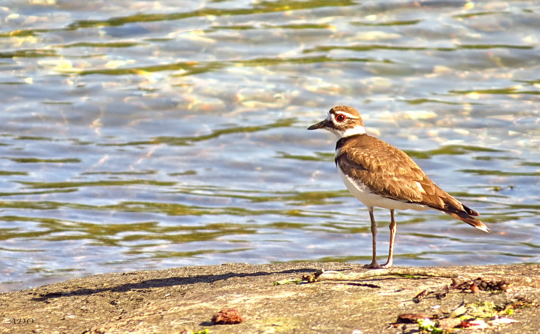 The Killdeer