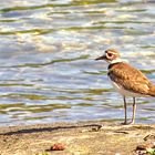 The Killdeer