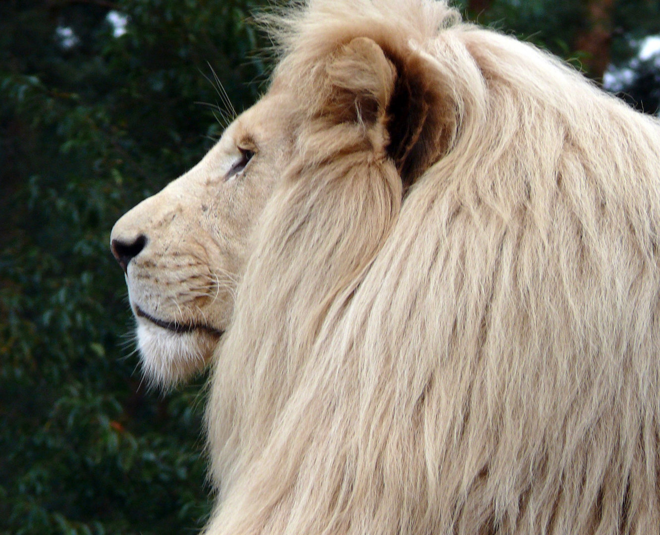 The KING Foto & Bild fotos, world, youth Bilder auf