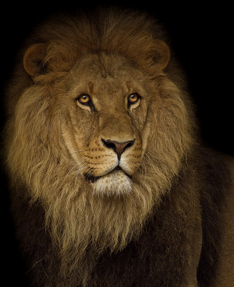 The King Foto & Bild tiere, zoo, wildpark & falknerei, säugetiere