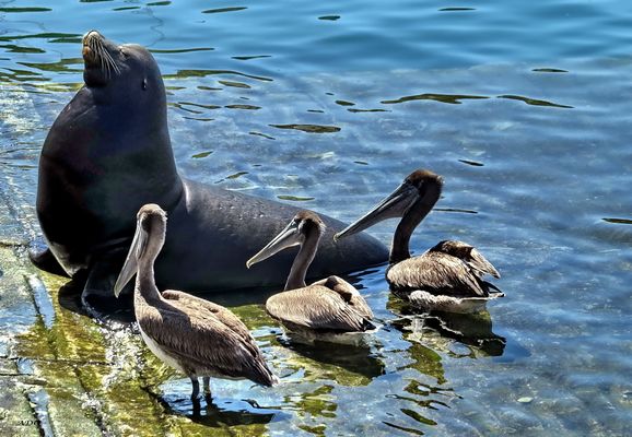 The King and His Admirers