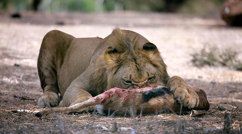 THE KING AT LUNCH