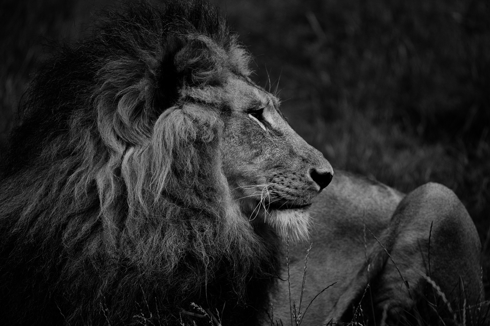 the king