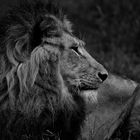 the king