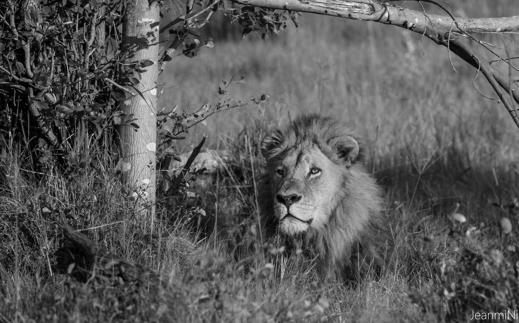 The King Delta de l'Okavango