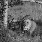 The King Delta de l'Okavango