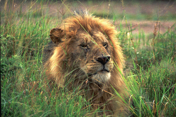 The King - Masai Mara, Kenya