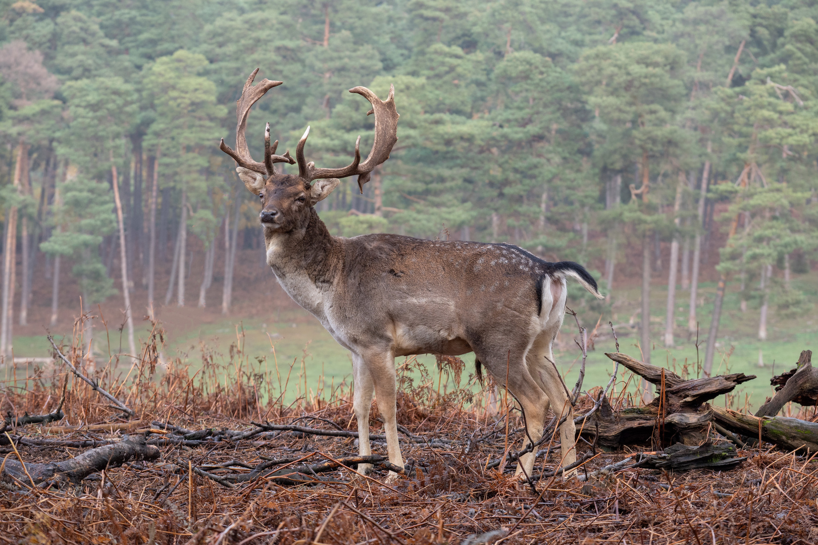 The King of the Forest