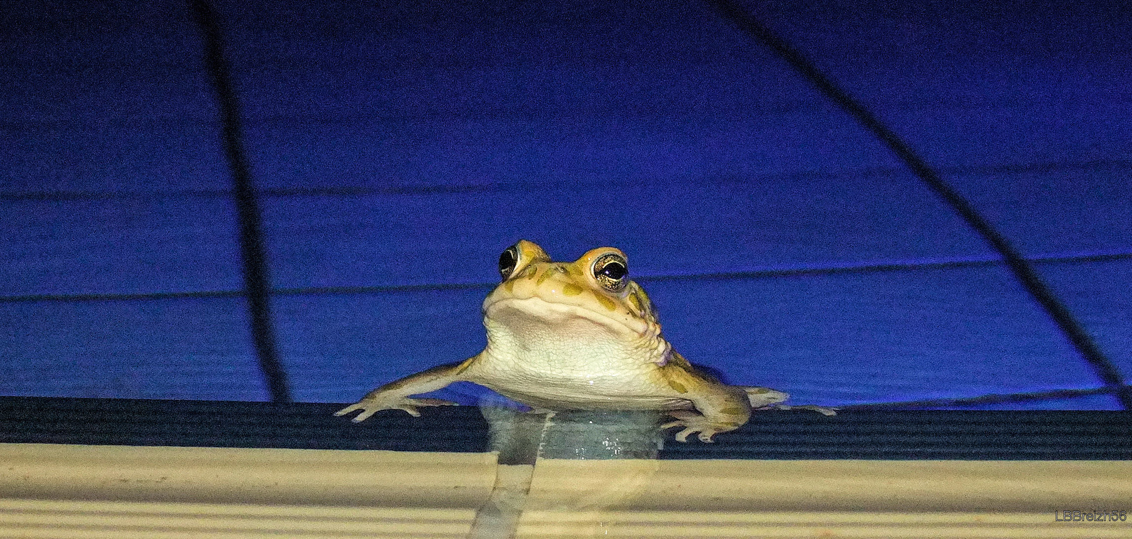 the king of the pool