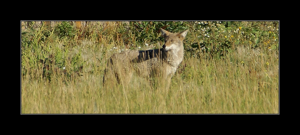 ~The King Of The Prairie~