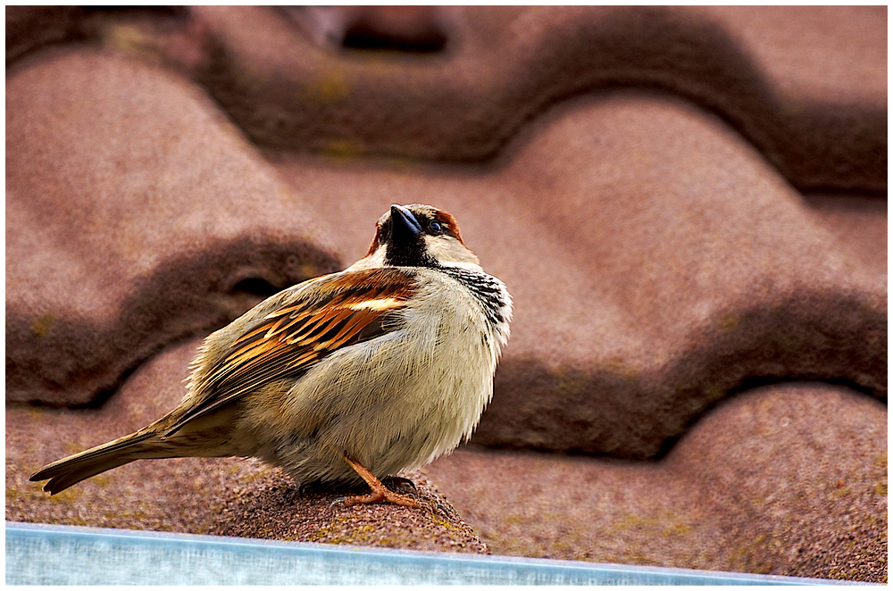 The King of The Roof