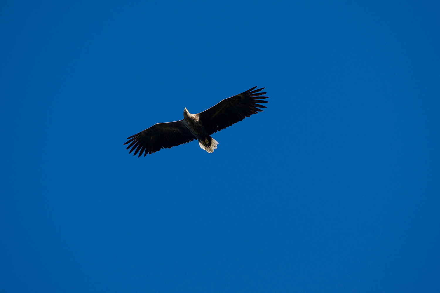 The king of the sky