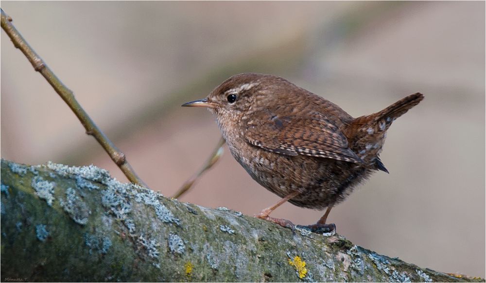 The king of the undergrowth