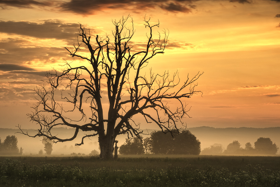 the king of tree