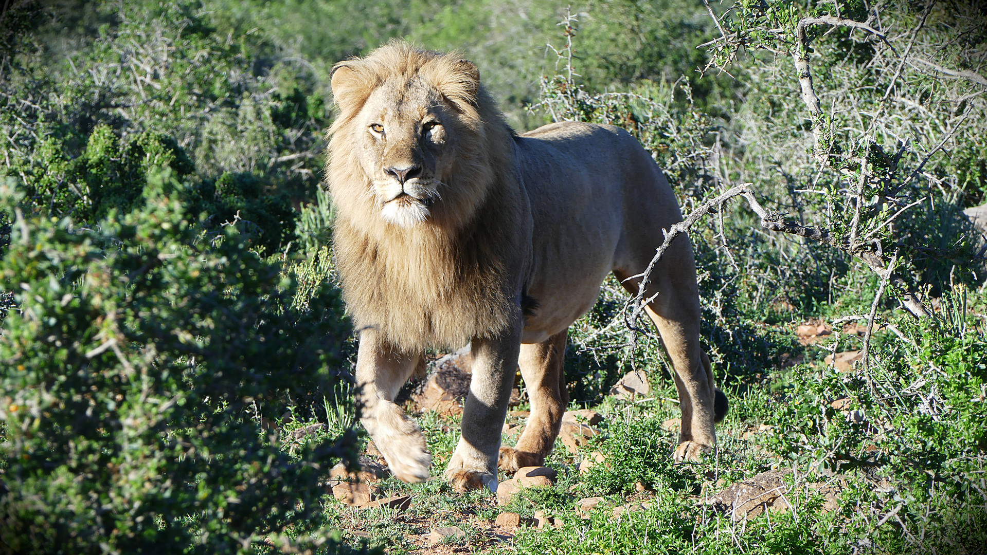 The King - Shamwari Game Reserve, South Africa