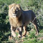 The King - Shamwari Game Reserve, South Africa