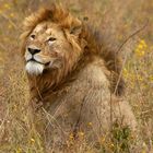 The King (Tanzania)