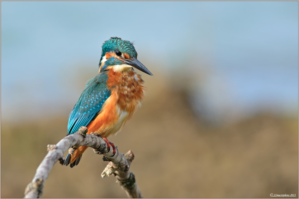 The Kingfisher