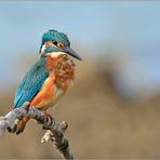 The Kingfisher