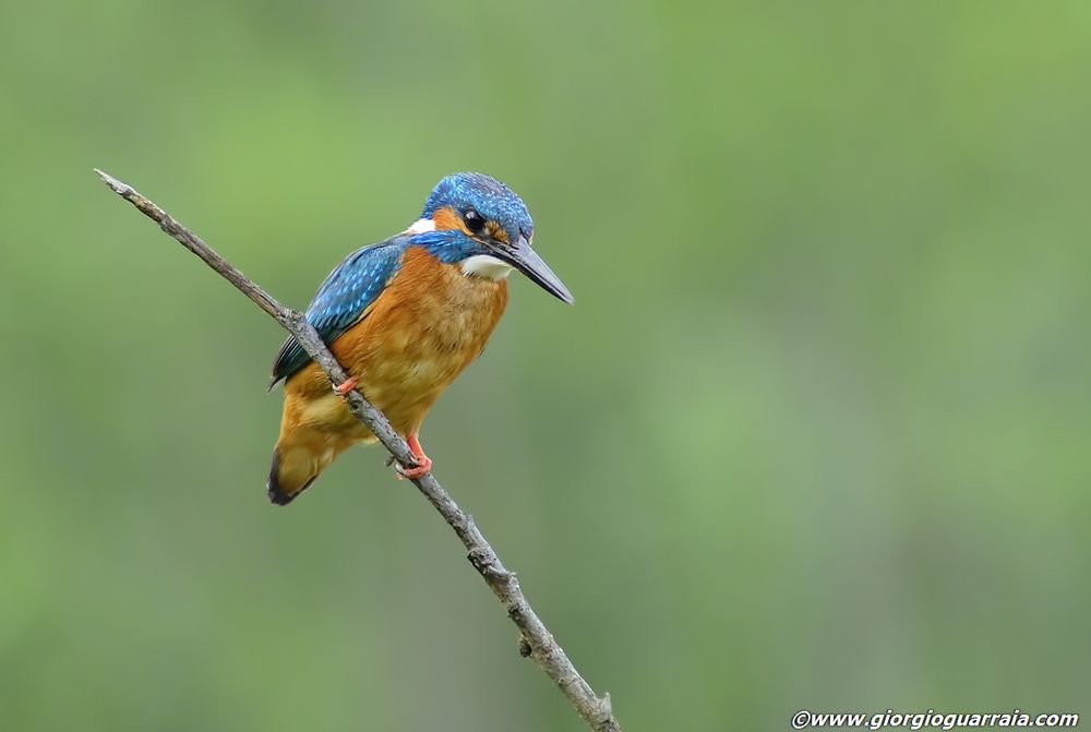 The Kingfisher